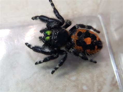 Bold Jumping Spider Bryantae (Phidippus audax bryantae) - Available ...