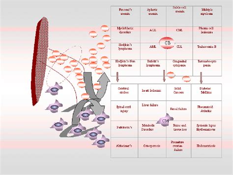 Umbilical cord promises. The umbilical cord blood stem cells are ...