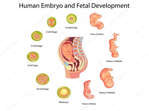 Education Chart of Biology for Human Embryo and Fetal Development Diagram