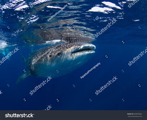 Whale Shark Migration Off Isla Mujeres Stock Photo 669859882 | Shutterstock