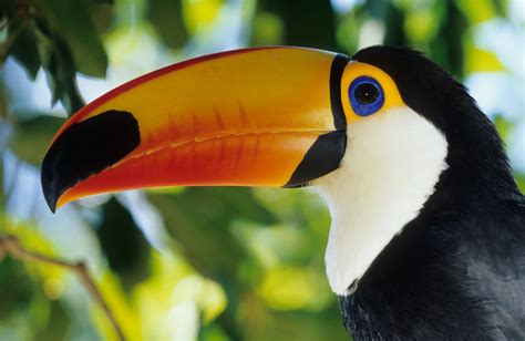 Toco Toucan Facts for Kids