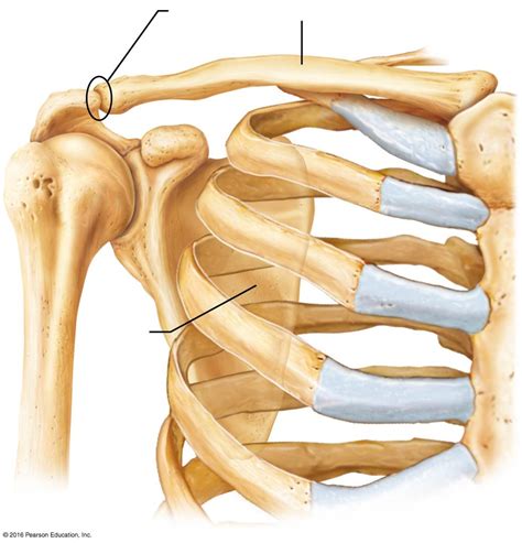 Diagram Of Shoulder Girdle Pectoral Girdle Skeleton F - vrogue.co