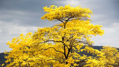 The Flowering Guayacanes: A Photo Essay | Not Your Average American