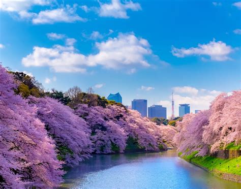Seven Best Spots in Tokyo to See the Cherry Blossoms - Japan Insider