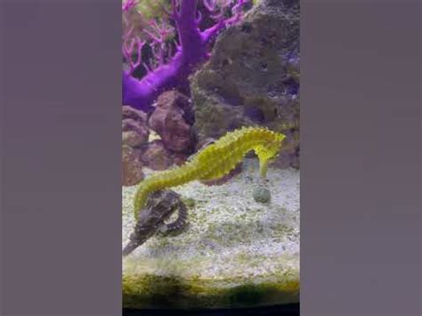 Seahorse Breeding - YouTube