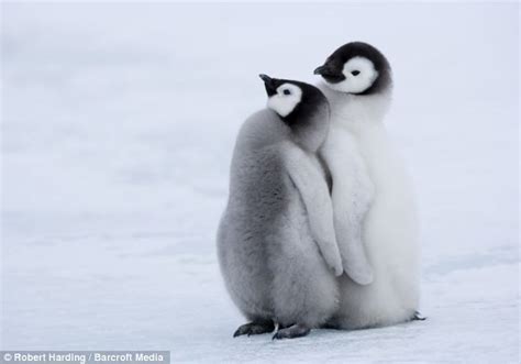 The animal zone: Just a little p-p-p-peck on the head: Adorable baby penguin gets a kiss from mother