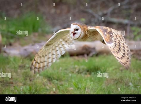 A British Barn Owl in Flight and Calling Stock Photo - Alamy