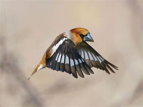 Hawfinch Bird Facts (Coccothraustes coccothraustes) | Birdfact