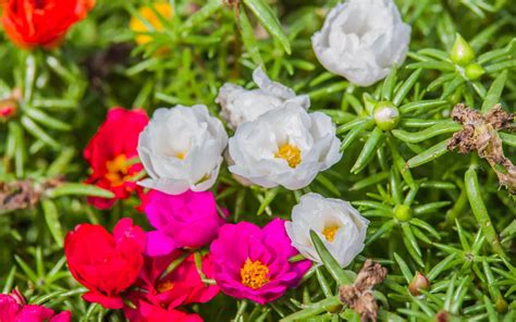 Portulaca Care - Bonsai Primer