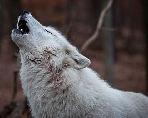 1,000+ Gray Wolf Howling Stock Photos, Pictures & Royalty-Free Images ...