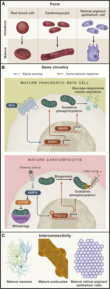 Cell maturation: Hallmarks, triggers, and manipulation: Cell