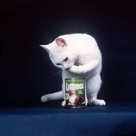 Cat Advertisements