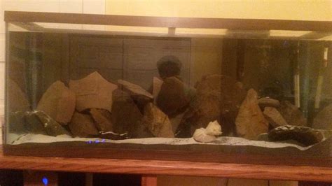 Looking for advice on Rockscape | Cichlid Fish Forum