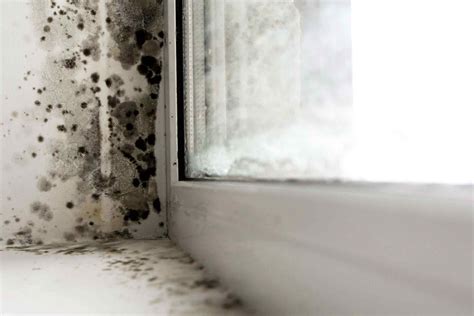 Tips For Mold Prevention In House – Price Seeker