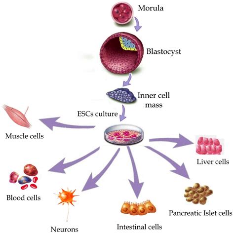 Stem Cells | stemcelltherapy