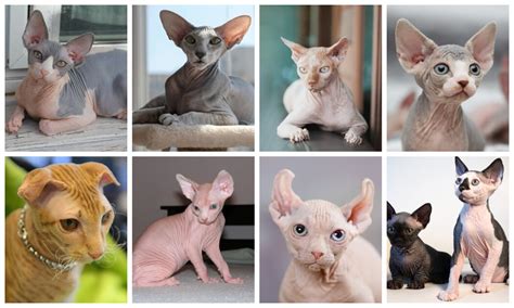 Razas de Gatos sin pelo - Mascotanoble