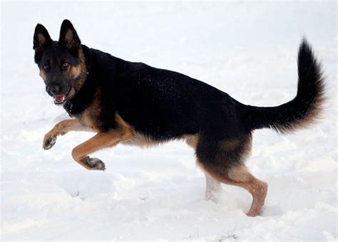 11 German Shepherd Colors (And Coat Care) - PlayBarkRun