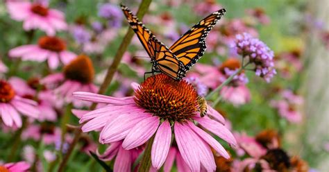 Shrubs and Perennials to Attract Butterflies | Southern Living Plants