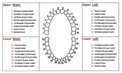 [DIAGRAM] Diagram Of Teeth By Number - MYDIAGRAM.ONLINE