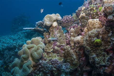 Coral Diversity stock image. Image of dive, cairns, diversity - 94425459