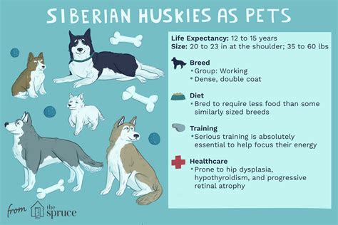 What Is The Personality Of A Husky Dog