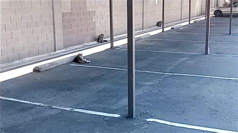 Cats in a Parking Lot - One News Page VIDEO