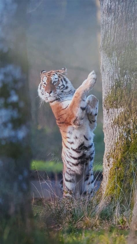 Longleat Safari Park | Pet birds, Safari park, Safari