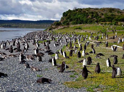 Martillo Island Penguin Colony - Magellanic Penguins • Orana Travel