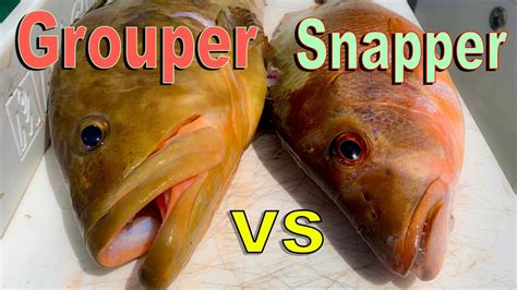 Snapper vs Grouper Catch Clean Cook Cooking on remote Island beach