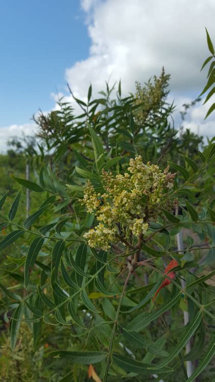 Flame leaf sumac | Major Tree Farm