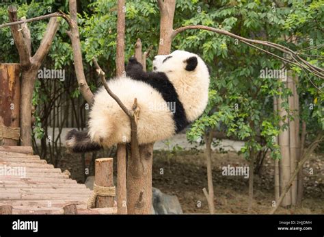 Giant panda, ChengDu panda Base, Sichuan , China Stock Photo - Alamy