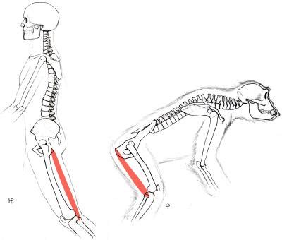 Evolved Changes in Pelvis Shap [IMAGE] | EurekAlert! Science News Releases