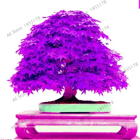 Japanese Purple Ghost Maple Tree Bonsai Flores Acer Palmatum Garden ...