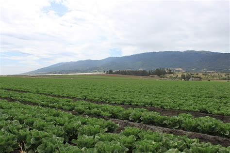 Fear not for your salad: The Salinas Valley is growing things – Maven's Photoblog