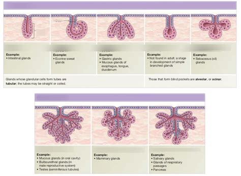 Different Types Of Exocrine Glands | Porn Sex Picture