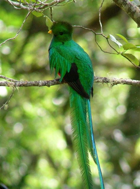 Quetzal - JungleKey.fr Image #100