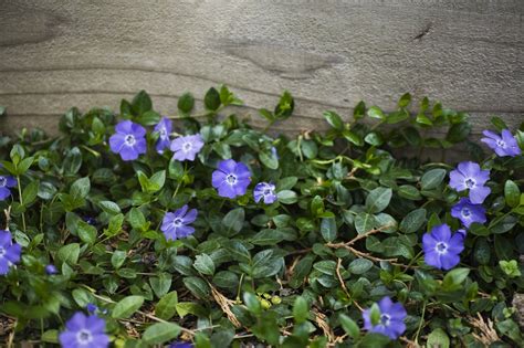 Buy Vinca Minor Bowles Variety | Dwarf Periwinkle (Vinca Minor) Hedging Plants