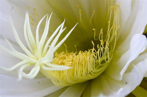 Epiphytic Cactus Flower [OC] : r/MacroPorn