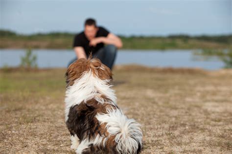 Training Shih Tzu Dogs | They Love Companionship and Affection