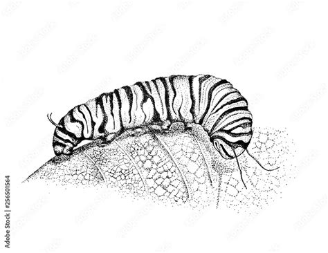 Caterpillar Drawing, Pen and ink Illustration, Caterpillar Art, Hand Drawn Artwork, Caterpillar ...