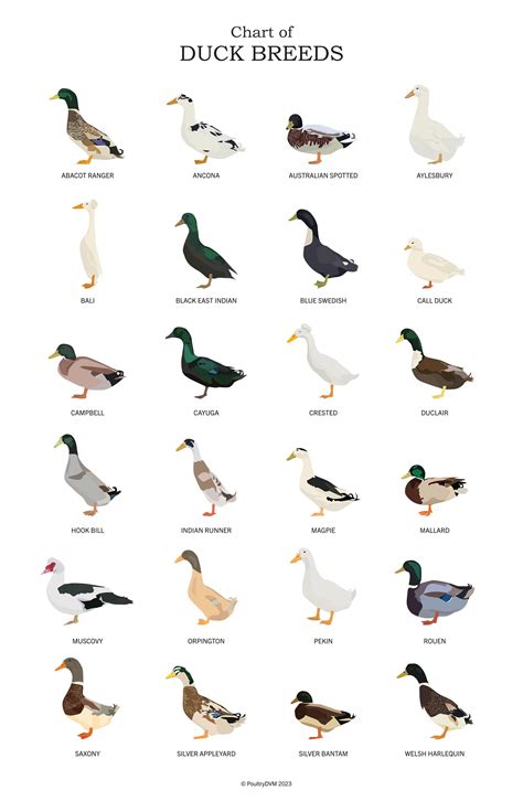 Chart of Duck Breeds Art Poster | Duck lover | Waterfowl Art | Duck Art ...