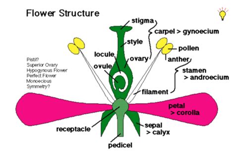 botany flower structure quiz Flashcards | Quizlet