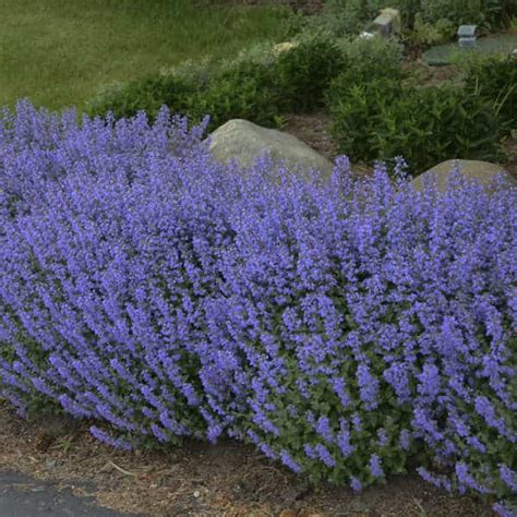 Purrsian Blue Catmint - #1 Container - Grimm's Gardens