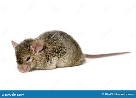 Brown Mouse Stock Photo - Image: 4126930