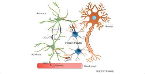 Oligodendroglia: metabolic supporters of axons: Trends in Cell Biology