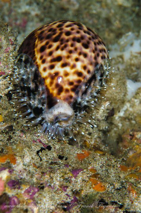 Beautiful burma - Diving liveaboard in Thailand and Myanmar