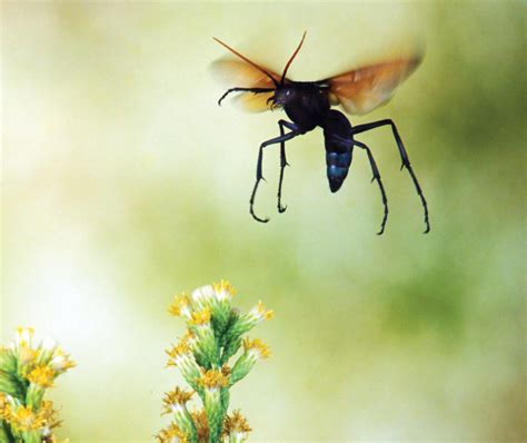 The Tarantula Hawk Wasp, New Mexico's State Insect, Is a Formidable Foe