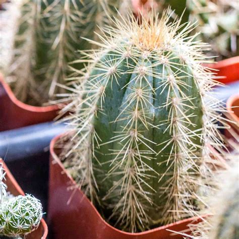 Cacti Assorted - Shop Sugar Creek Gardens