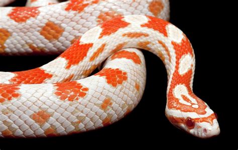 Albino Corn Snake #2 Photograph by Pascal Goetgheluck/science Photo Library - Pixels