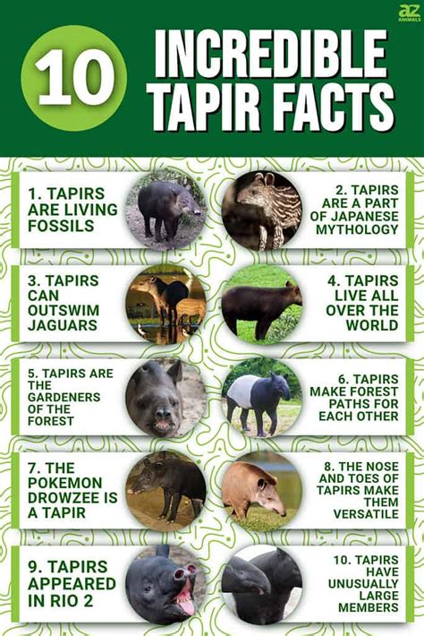 10 Fascinating Facts About Tapirs - A-Z Animals